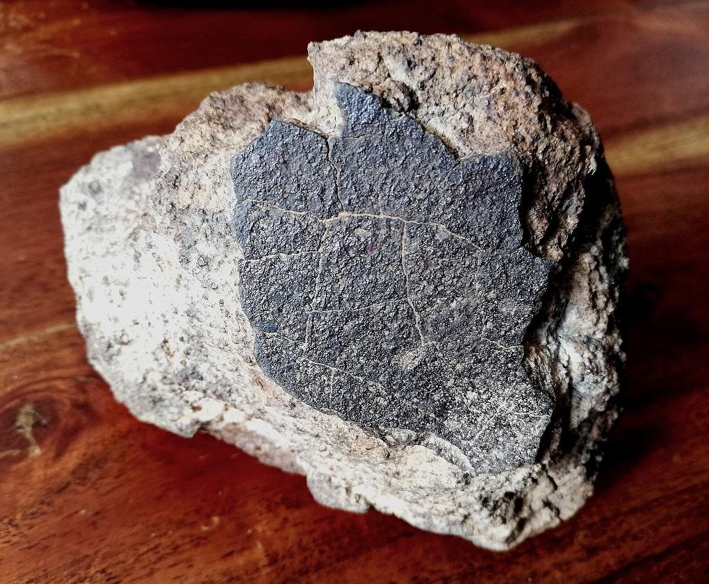 Chondrite ordinaire sahara