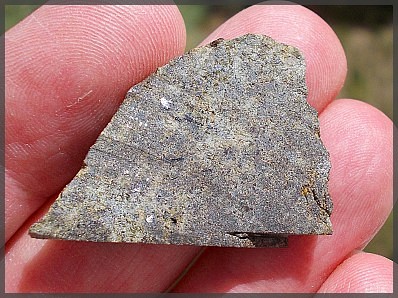 Tafassasset brachinite a